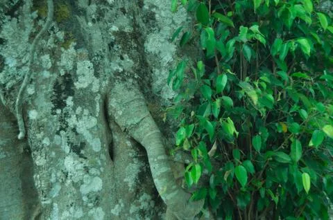 Full Frame Background Of Large Banyan Tree Roots Stock-Fotos