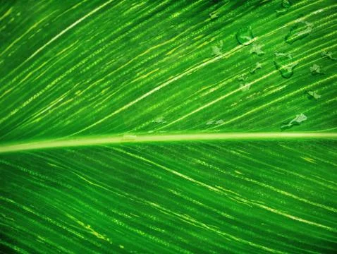 Full Frame Background of Leaf Texture with Rain Droplets Stock Photos