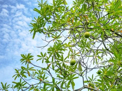 Full Frame Background of Low Angle View of Green Fruits on the Tree Stock-Fotos