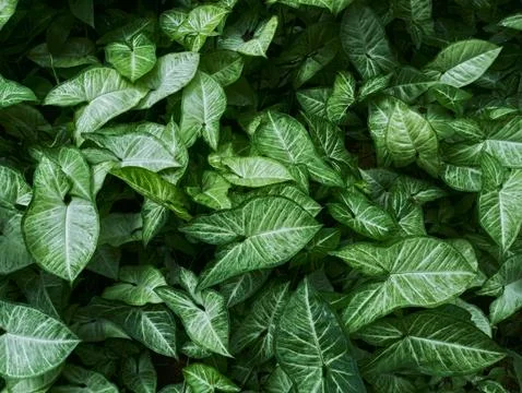 Full Frame Background of Lush Green Tropical Leaf Texture Stock Photos