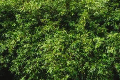 Full frame background of lush green bamboo leaves. Stock-Fotos