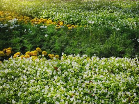 Full Frame Background of Marigold and White Flowers Field Stock Photos