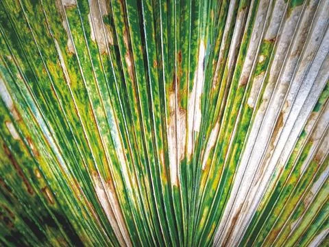 Full Frame Background of Partially Dried Palm Leaf Texture Foto stock
