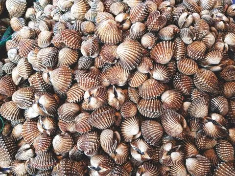 Full Frame Background Pile of Fresh Cockles Stock Photos