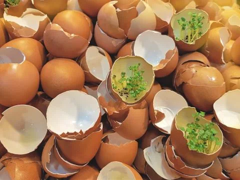 Full Frame Background of Pile of Open Eggshells Stock Photos
