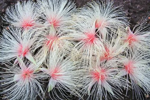 Full frame background of pink exotic flowers - barringtonia racemosa Stock Photos