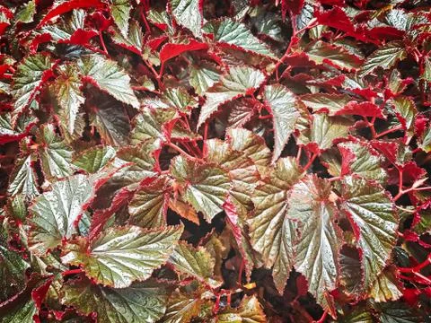 Full Frame Background of Plant with Red and Green Leaves Stock-Fotos