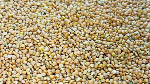 Full frame background of raw yellow lentils Video stock 340581250