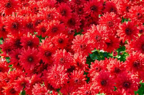Full-frame background of red garden chrysanthemums in autumn Stock Photos