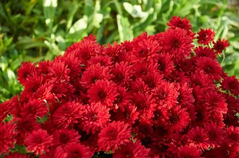 Full-frame background of red garden chrysanthemums in autumn Stock Photos