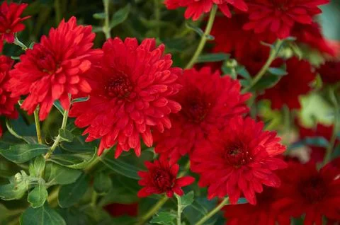 Full-frame background of red garden chrysanthemums in autumn Stock Photos