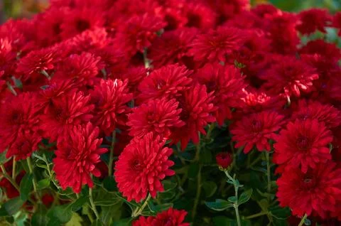 Full-frame background of red garden chrysanthemums in autumn Stock Photos