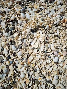 Full frame background of sea shells and pebbles on a beach 스톡 사진
