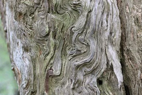 Full frame background showing beautiful grain swirls on tree trunk Stock Photos