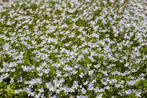 Full frame background of small light blue flowers Stock Photos