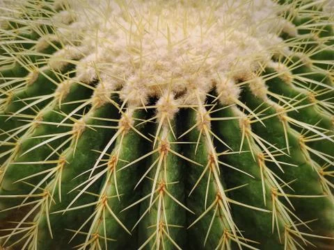 Full Frame Background of Spiky Spherical Cactus Stock Photos