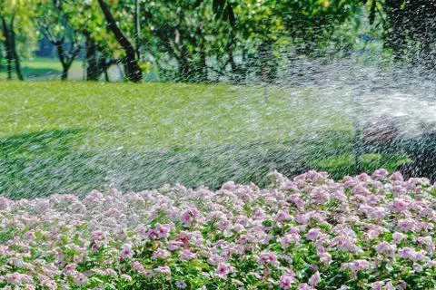 Full Frame Background of Spraying Water Over Pink Flower Field Foto stock