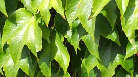 Full frame background texture of dense vibrant green ivy leaves layering ov.. Stockbeeldmateriaal 347171648