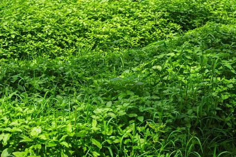 Full frame background texture of dense lush green foliage and wild cover cr.. Stock Photos