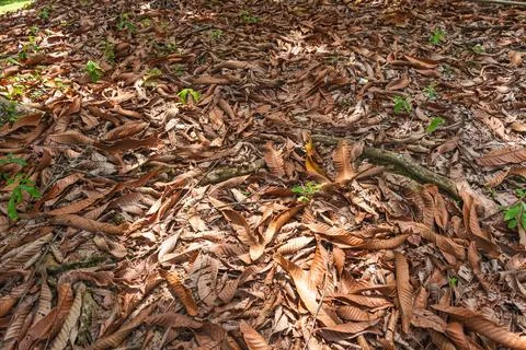 Full frame background texture of dry brown fallen leaves covering the groun.. Stockfoto's