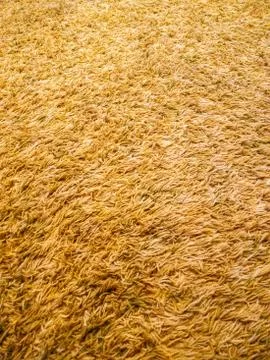 Full frame background texture of golden carpet Stock Photos