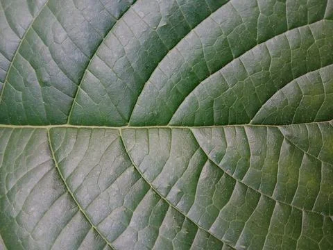 Full Frame Background Texture of a Green Leaf with Prominent Veins Stock Photos