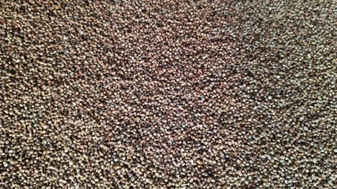 Full frame background texture of raw organic Pearl Millet grains Stock-Footage 327572864