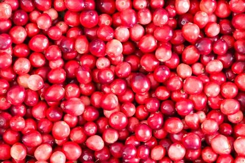 Full frame background texture of ripe cranberries Stock Photos