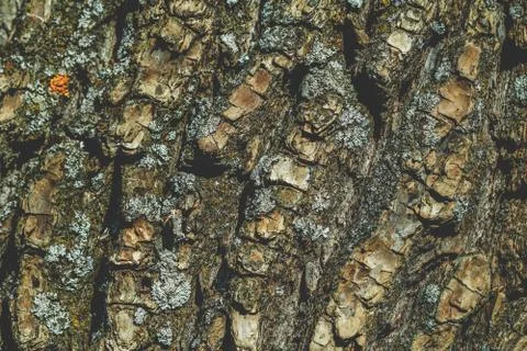 Full frame background of a texture of a tree bark. Macro photography. Stock-Fotos