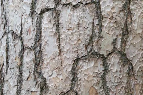 Full frame background of textured gnarled tree trunk with copyspace Stock Photos