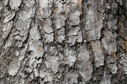Full frame background of textured gnarled tree trunk with copyspace Stock Photos