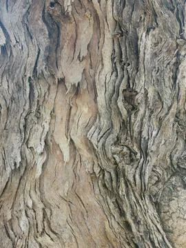 Full frame background of textured gnarled tree trunk with copyspace Stock Photos