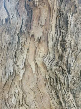 Full frame background of textured gnarled tree trunk with copyspace Stock Photos