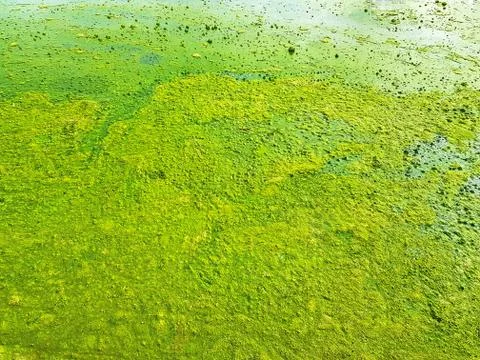 Full Frame Background of Thick Green Plankton on Muddy Surface Stock Photos