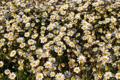Full frame background of thousands of wild chamomile flowers blooming on gr.. Stock-Fotos