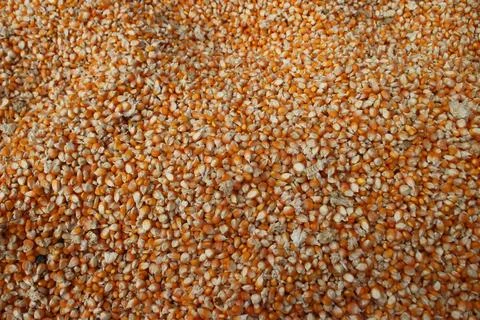 Full frame background top view of raw yellow dry corn kernels scattered on .. Stock Photos
