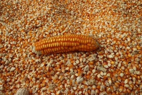 Full frame background top view of raw yellow dry corn kernels scattered on .. Stock Photos