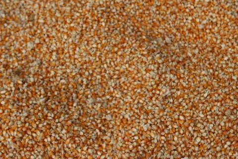 Full frame background top view of raw yellow dry corn kernels scattered on .. Stock Photos