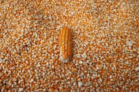 Full frame background top view of raw yellow dry corn kernels scattered on .. Stock Photos