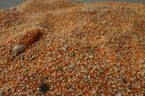 Full frame background top view of raw yellow dry corn kernels scattered on .. Stock Photos