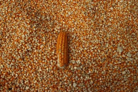 Full frame background top view of raw yellow dry corn kernels scattered on .. Stock Photos