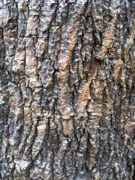 Full Frame Background of Tree Bark Stock Photos