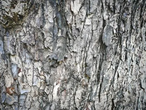 Full Frame Background of Tree Bark Texture Stock Photos