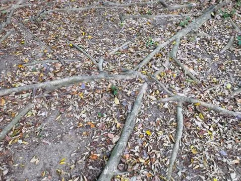 Full Frame Background of Tree Roots on the Ground Foto stock