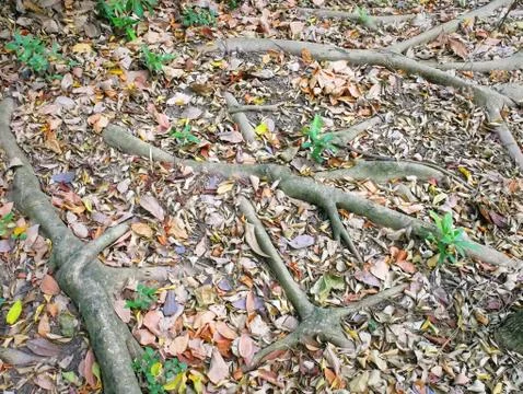 Full Frame Background of Tree Roots on the Ground Foto stock