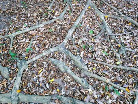 Full Frame Background of Tree Roots on the Ground Stock-Fotos