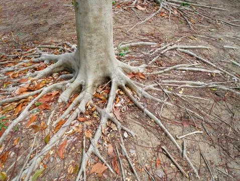 Full Frame Background of Tree Roots and Trunks on the Ground Foto stock