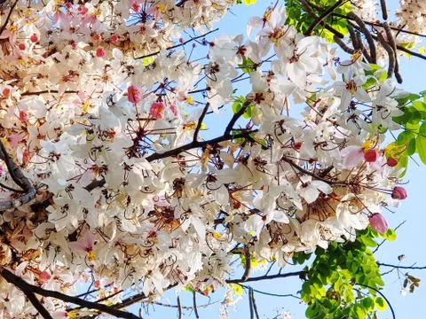 Full Frame Background of Tree with White and Pink Flowers Against Blue Sky Foto stock