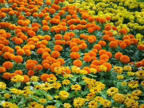 Full Frame Background of Vibrant Marigold Flowers Field Foto stock