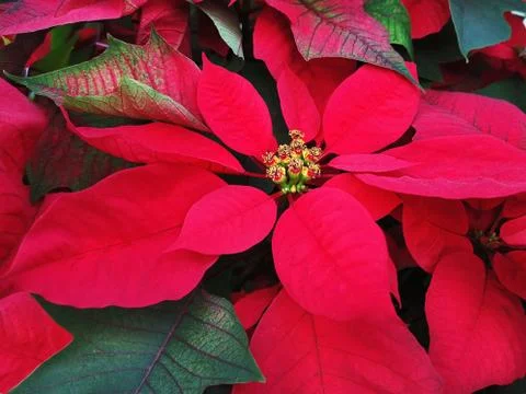 Full Frame Background of Vibrant Red Poinsettia Plant Stock Photos